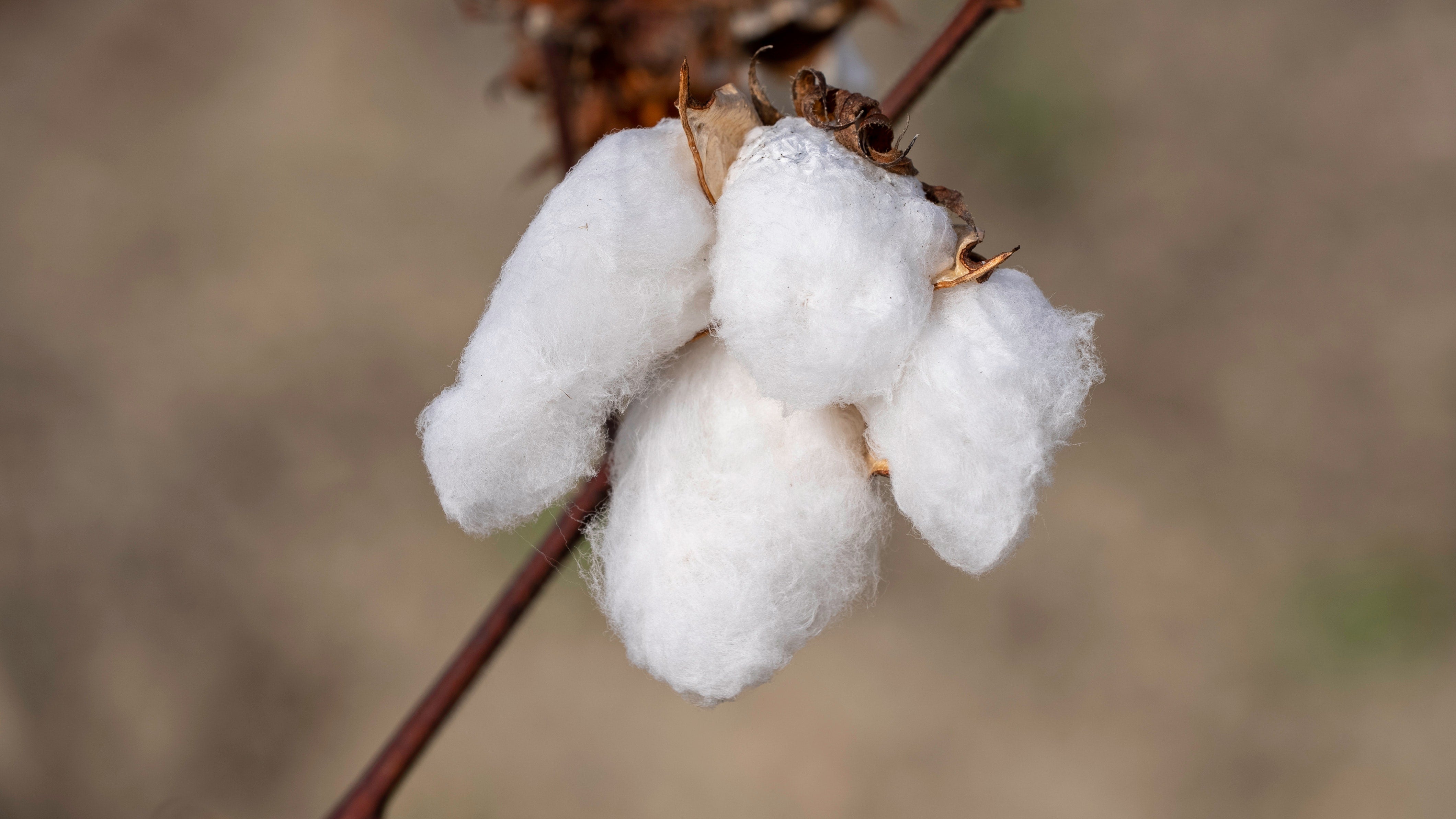 Is Egyptian Cotton Softer Than Regular Cotton? Pure Parima