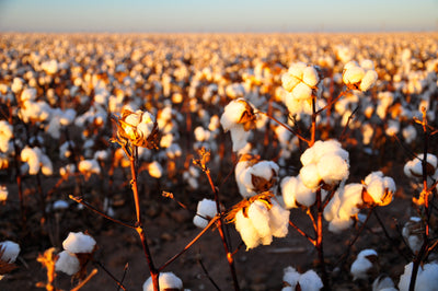 The Truth About Organic Cotton