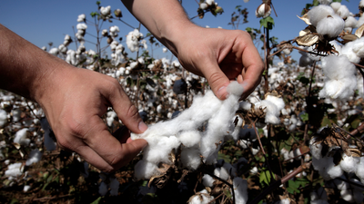 Is Giza Cotton the Same as Egyptian Cotton?