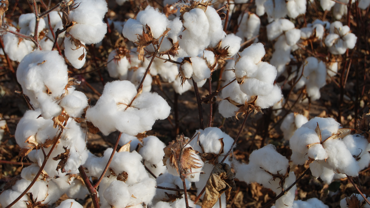 pure parima egyptian cotton