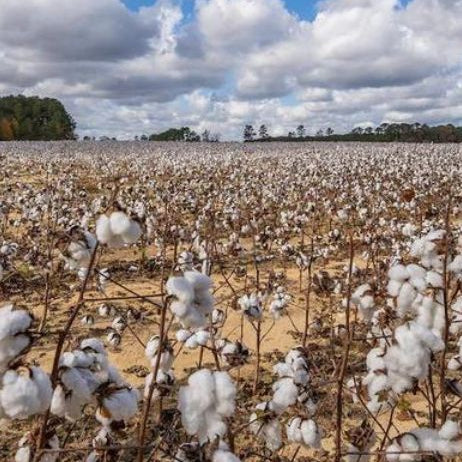Pure Parima Egyptian Cotton Plant Field