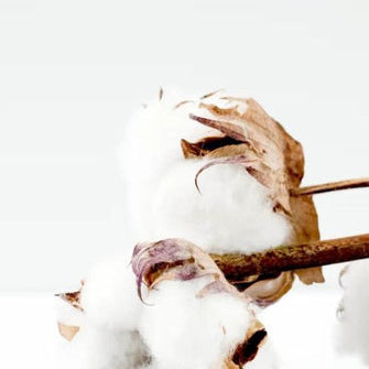 pure parima egyptian cotton plant