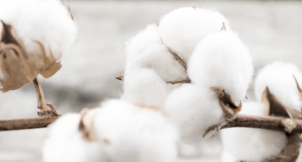 pure parima egyptian cotton plant