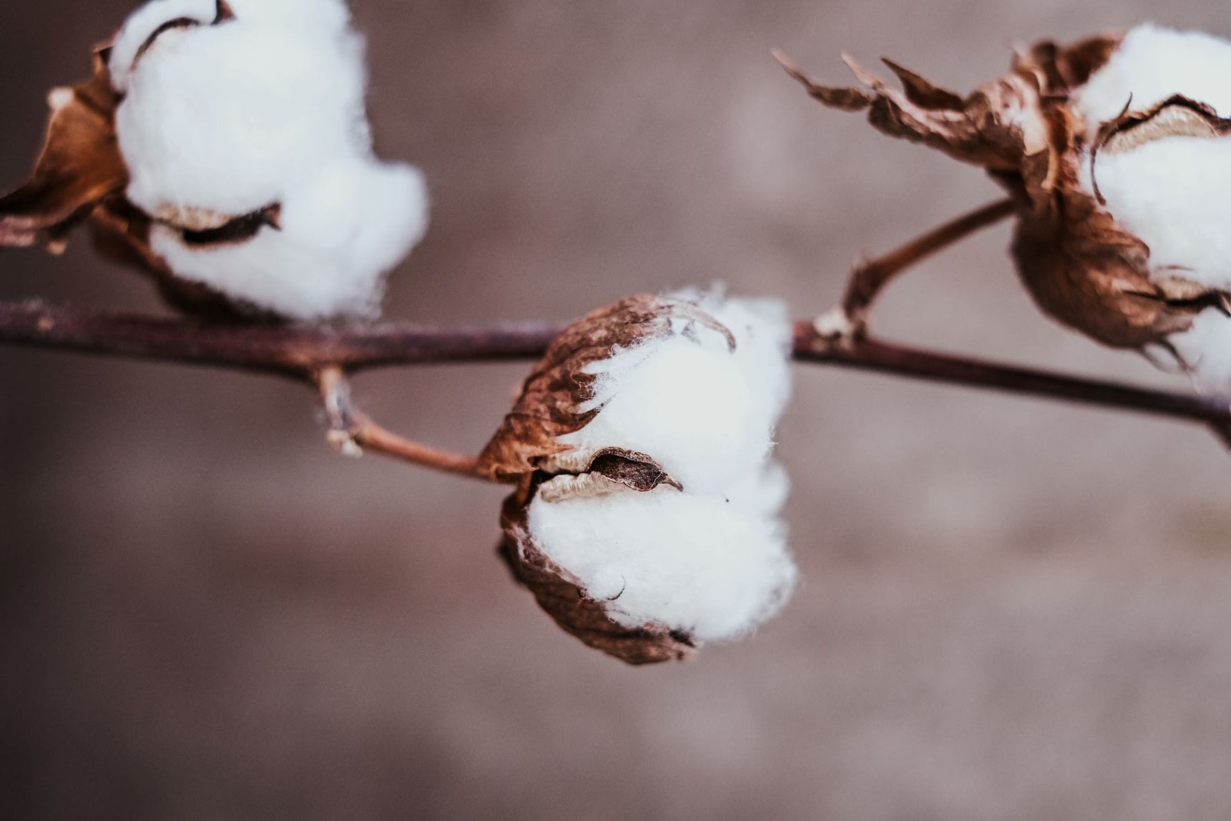 Why Egyptian Cotton is the Go-To Material for Sheets