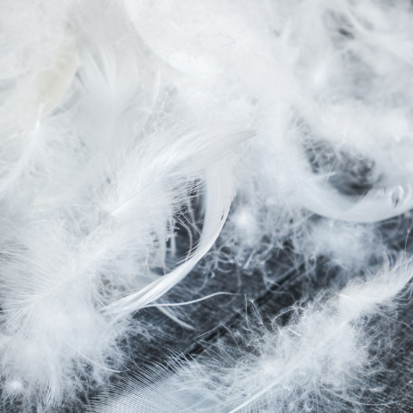Pure Parima Feathers