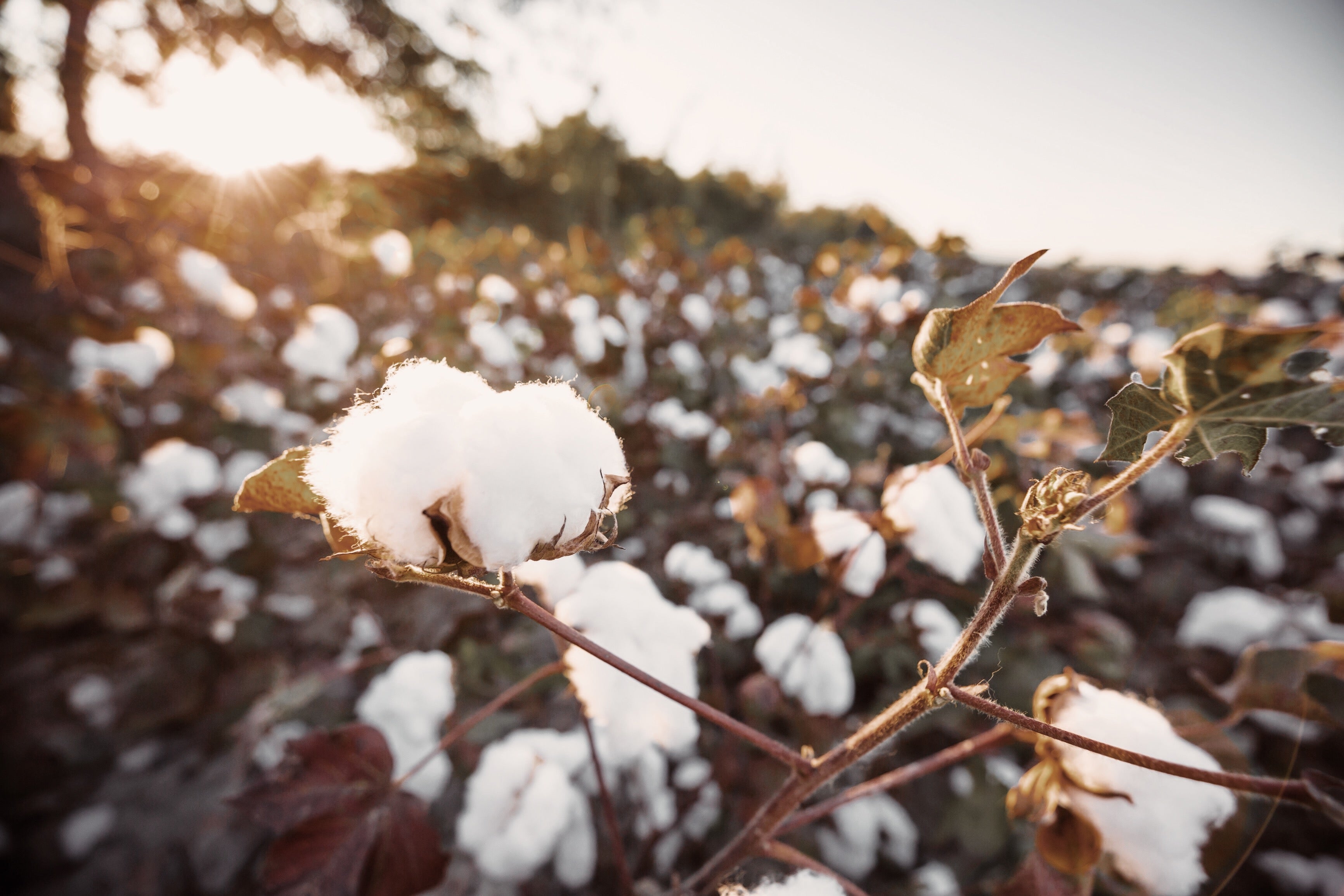 pure parima egyptian cotton
