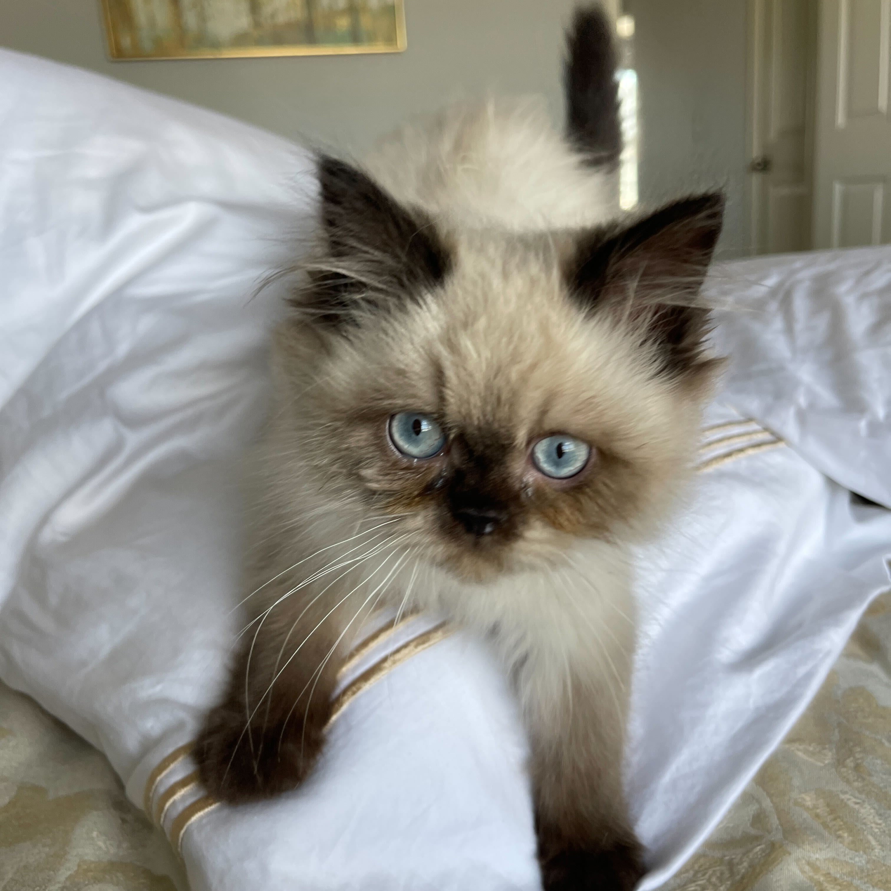 pure parima egyptian cotton sheets