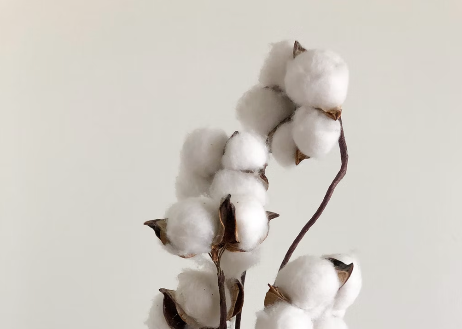 Pure Parima Certified Egyptian Cotton Plant