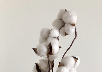 Pure Parima’s Earth-Friendly Promise - Sustainable Egyptian Cotton