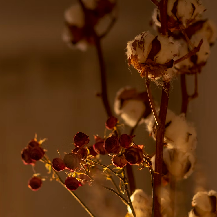 Pure Parima Egyptian Cotton Plant