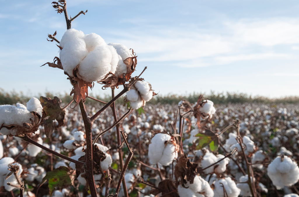 Egyptian cotton online