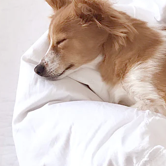 pure parima egyptian cotton sheets and puppy