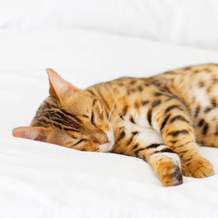 pure parima egyptian cotton sheets pets