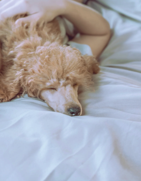 The Best Bedding for Fluffy, Fido, and the Rest of the Family