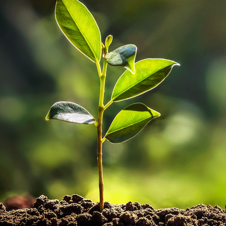 pure parima sustainability