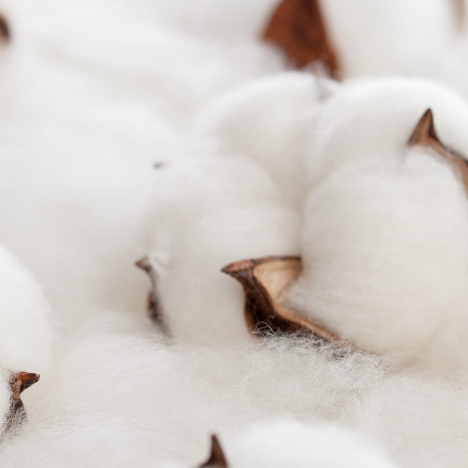 pure parima egyptian cotton fibers
