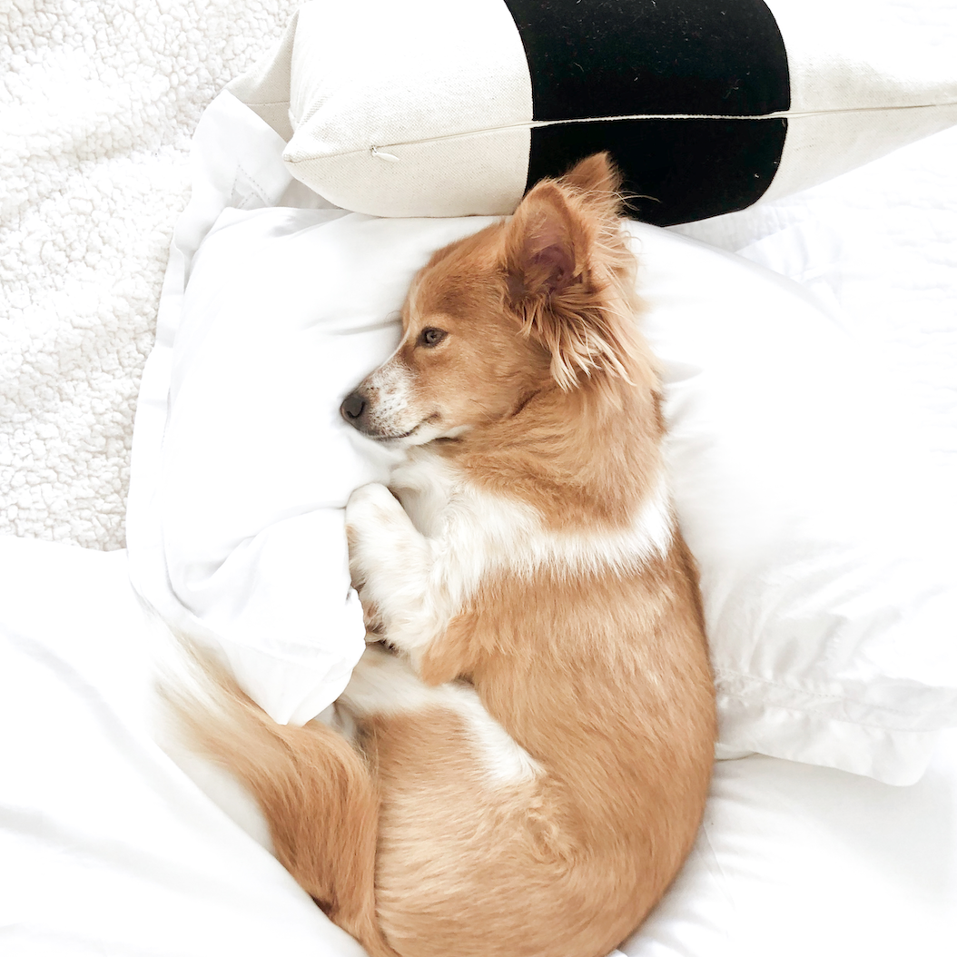 pure parima egyptian cotton sheets