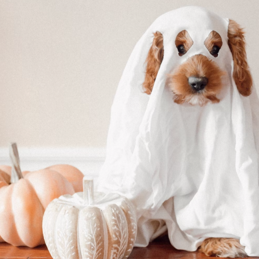 pure parima ways to use old sheets for halloween