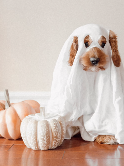 5 Ways You Can Use Your Old Sheets This Halloween