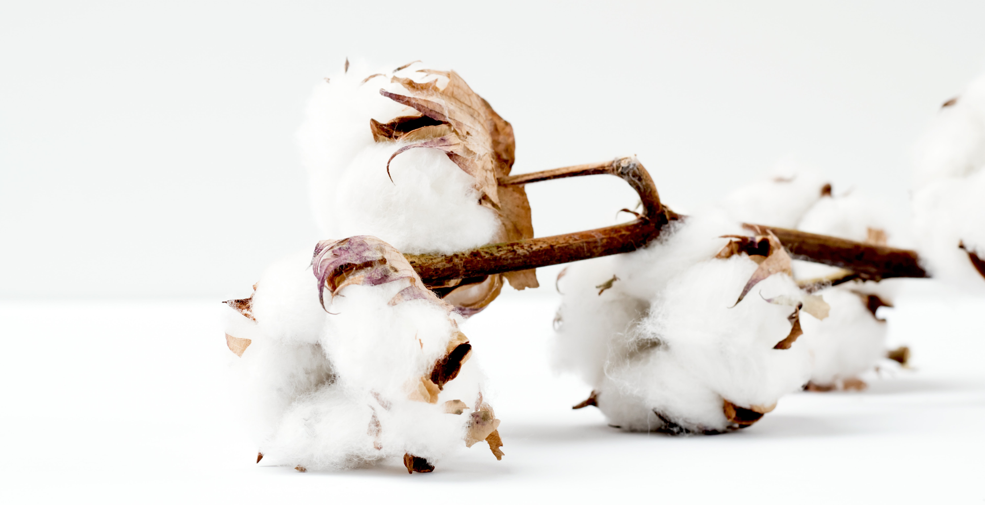 pure parima egyptian cotton plant