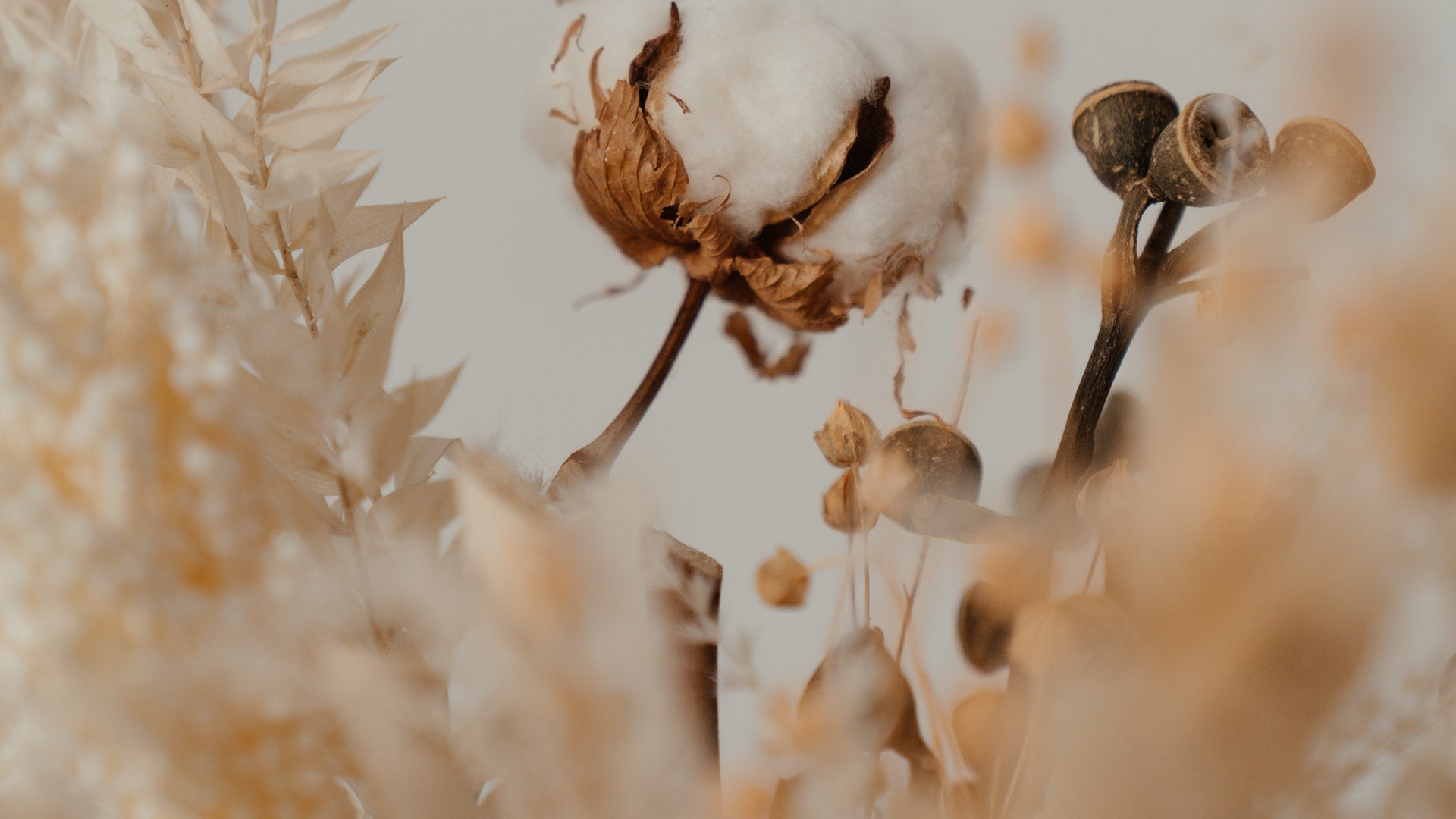 pure parima egyptian cotton