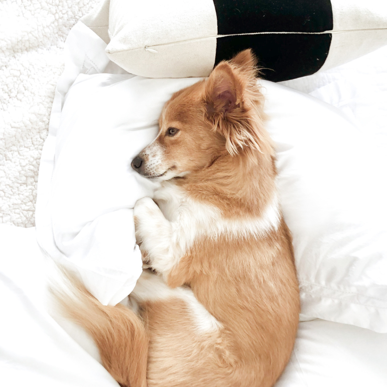 pure parima egyptian cotton sheets