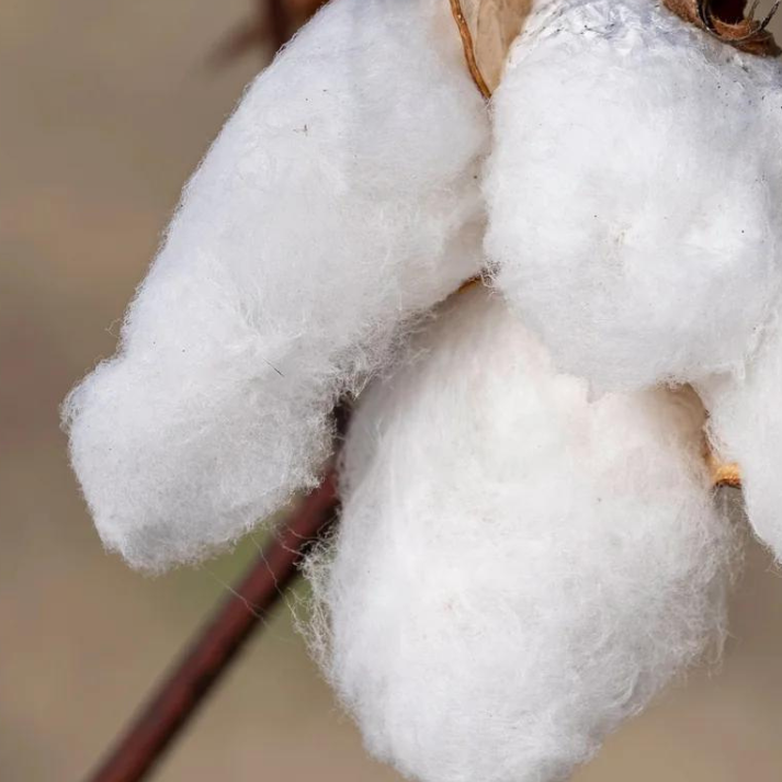 pure parima what is the best material for blankets