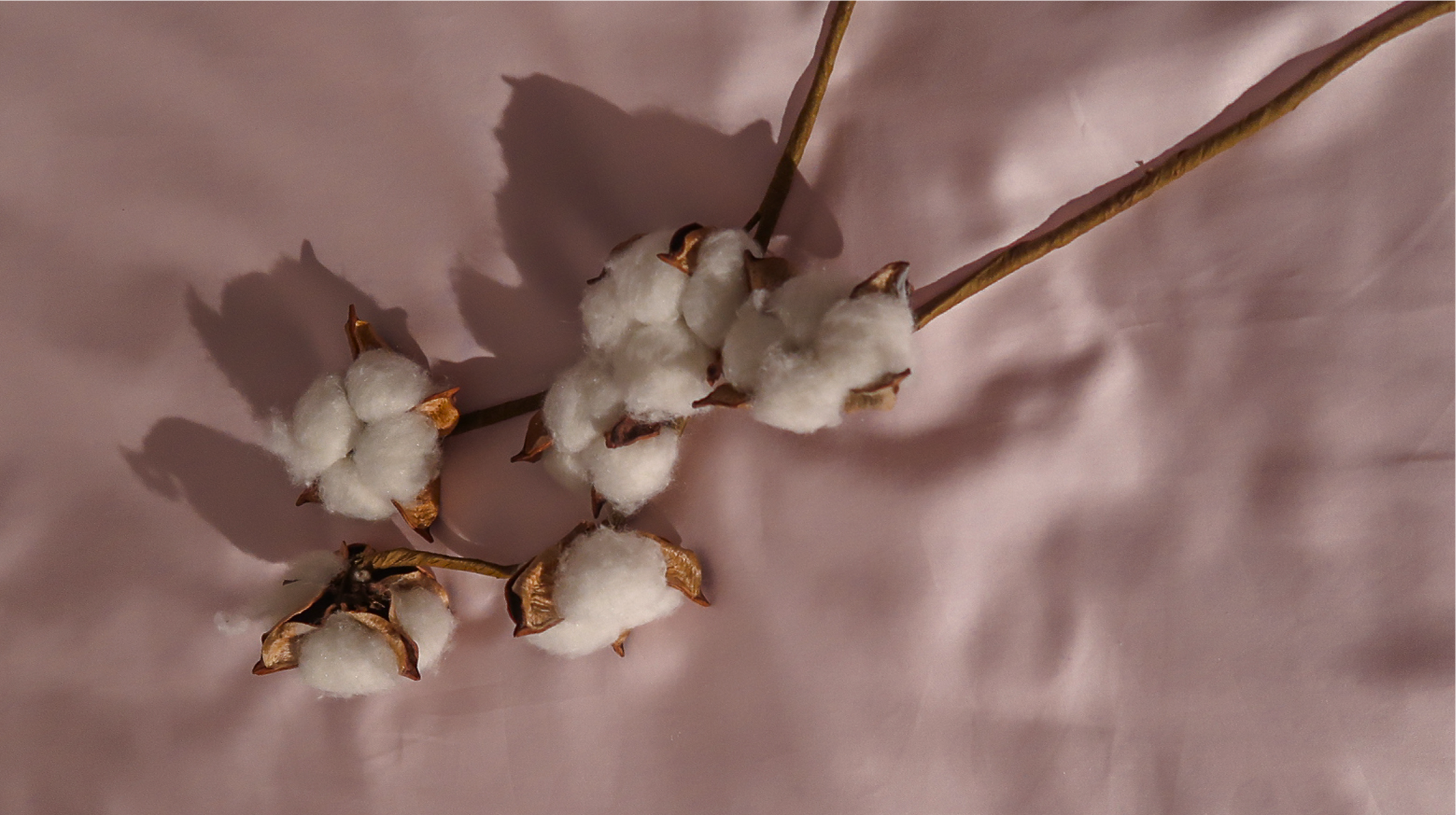 Several cotton bolls on a stem against a soft pink fabric background with strong shadows.